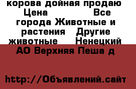 корова дойная продаю › Цена ­ 100 000 - Все города Животные и растения » Другие животные   . Ненецкий АО,Верхняя Пеша д.
